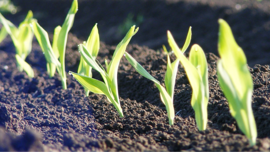 Plant