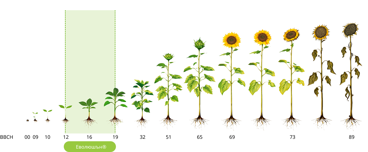 Recommendation section banner