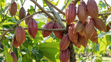 UPL has released its annual Cocoa & Forest Initiative (CFI) Report