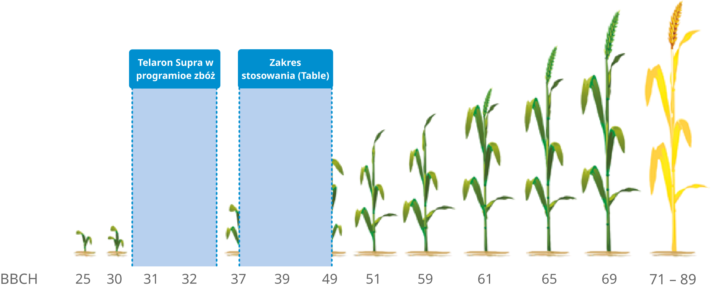 Zastosowanie - BBCH growth stages chart
