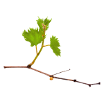 Grapes 1-6 Inch Shoots