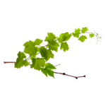 Grapes 12-18 Inch Shoots