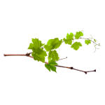Grapes 6-12 Inch Shoots