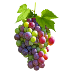 Grapes Veraison
