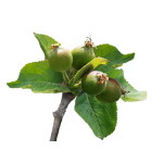 Apples in fruit development