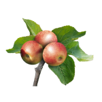 Apples in fruit maturation