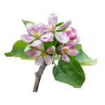 Apples in full bloom