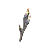 Apples in green tip/bud break