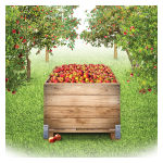 Apples at harvest