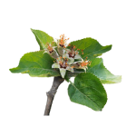 Apples in petal fall