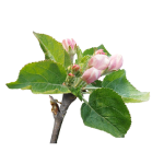 Apples in pink bud