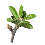 Apples in tight cluster