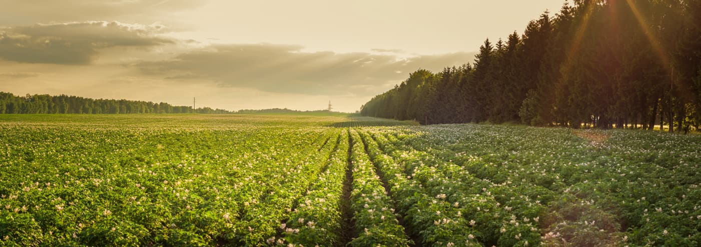 UPL Potato Portfolio