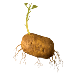 Potatoes in drag-off/pre-emergence