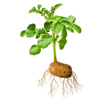 Potatoes in emergence/sprouting