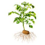 Potatoes in leaf development