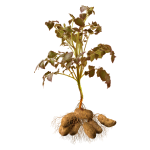 Potatoes in maturation/dessication