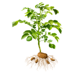 Potatoes in row closure/tuber initiation/hooking