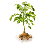 Potatoes in tuber bulking