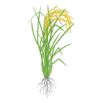 Rice Stage III (Grain Filling and Maturation) 2