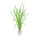 Rice Stage II (Reproductive) 1