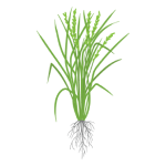 Rice Stage II (Reproductive) 22