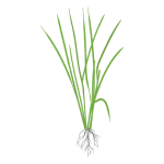 Rice Stage I (Vegetative) 2