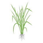 Rice Stage I (Vegetative) 4