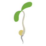 Soybeans in pre-emergence