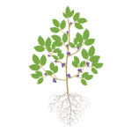 Soybeans in R1 (flowering begins)