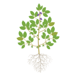 Soybeans in R3 (beginning pod)