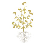 Soybeans in R8 (full maturity)