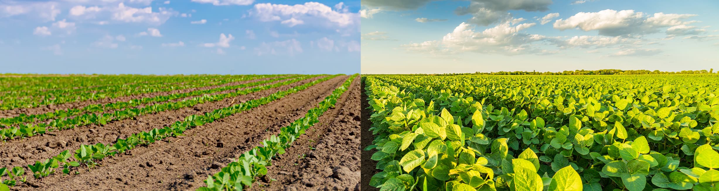 UPL Soybean Portfolio