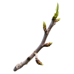 Bud Break